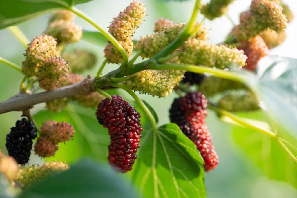 benefits white mulberry