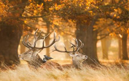 Black Deer