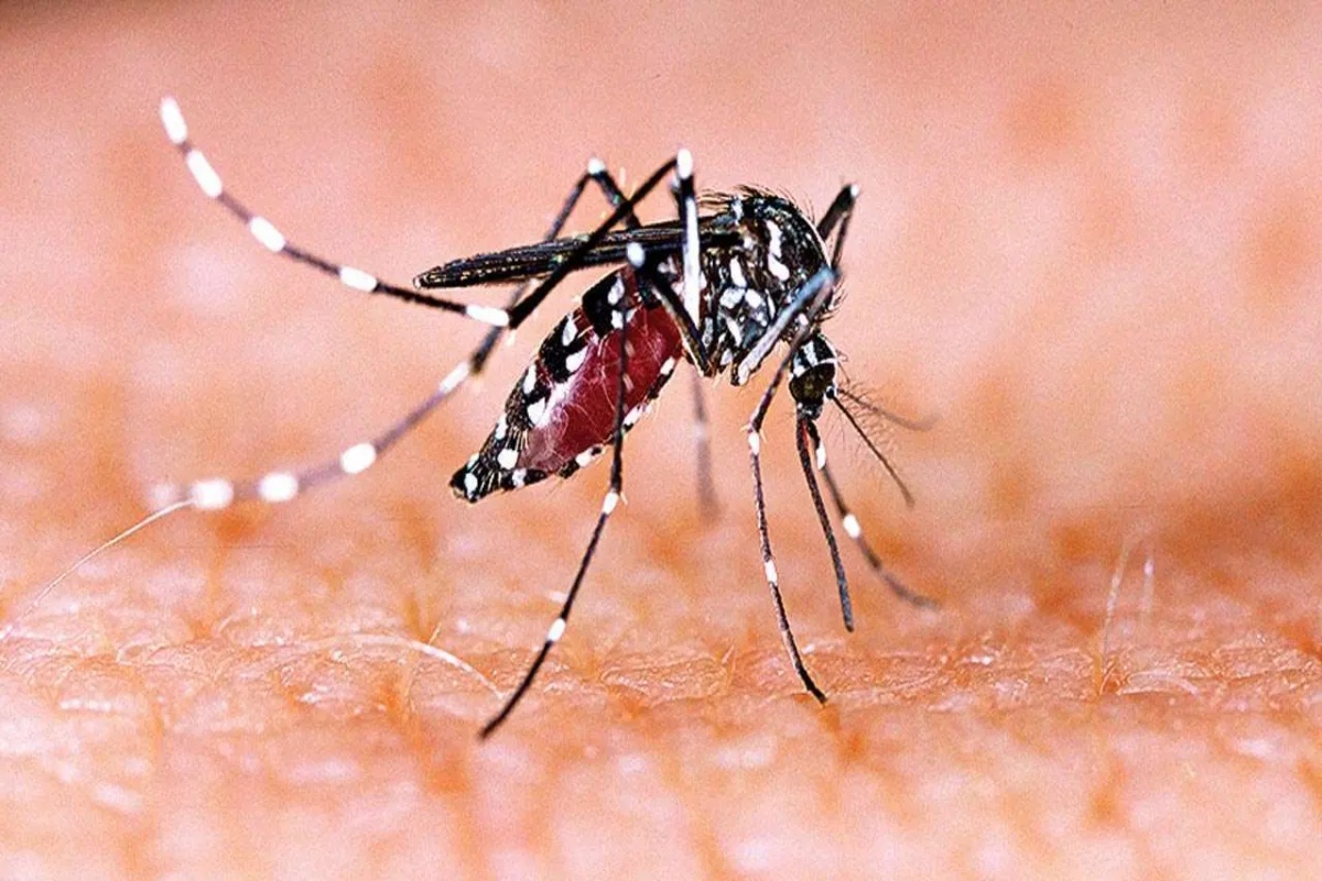 राजस्थान में एप के जरिए लगाएंगे डेंगू, मलेरिया व चिकनगुनिया पर लगाम, जानें ODK
App कैसे करेगा काम?