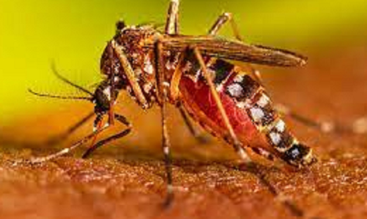 शिवमोग्गा में 5 महीनों में डेंगू के 180 मामले सामने आए, चिकनगुनिया के 133 मामले - image