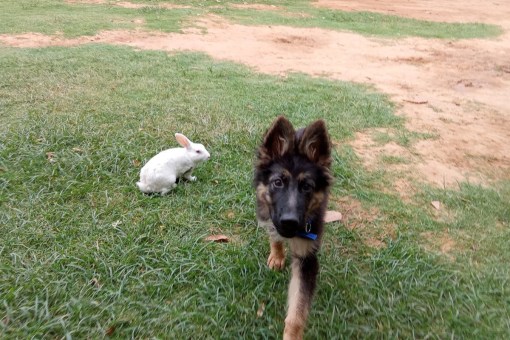 friendship between dog and rabbit