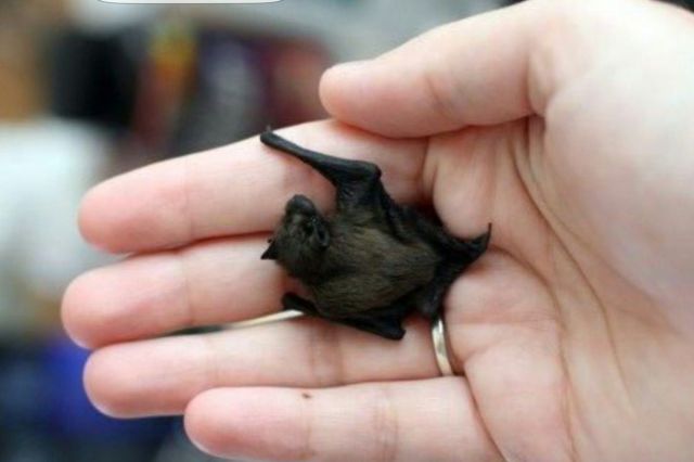 world's smallest mammal 