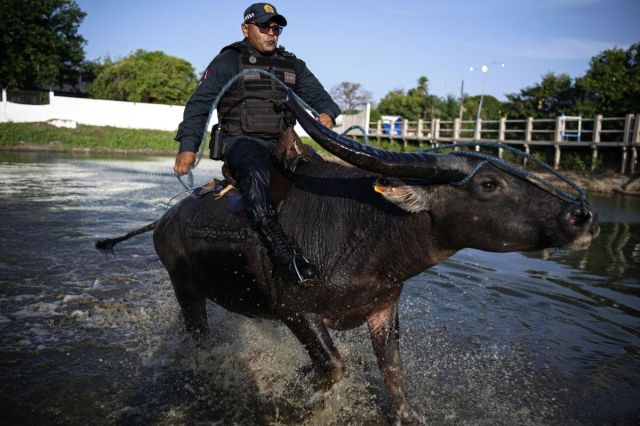  In Brazil, police patrolling sits on buffaloes