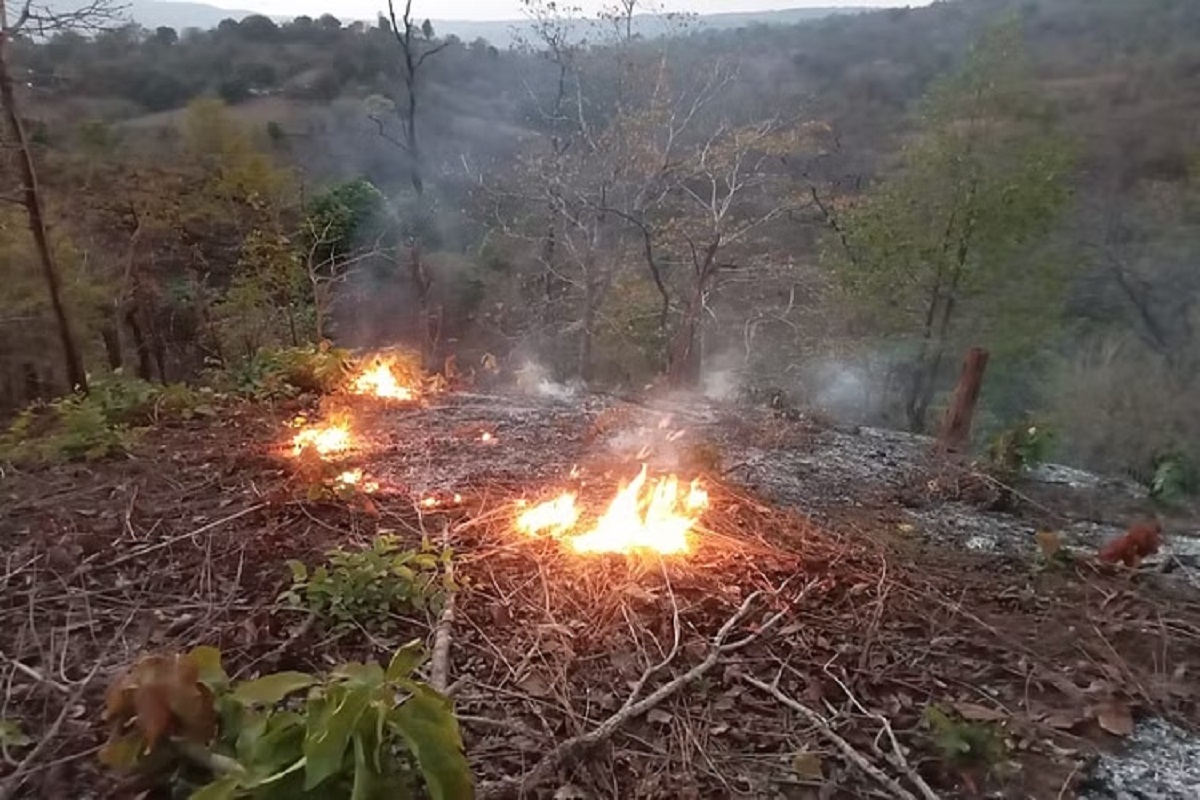 CG Fire Accident: भीषण गर्मी में धधक रहा जंगल, एक हफ्ते में 15 जगह लगी आग