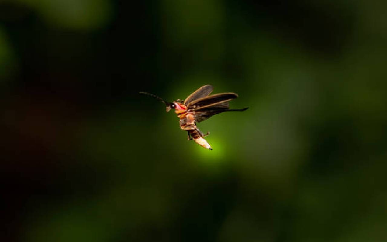 firefly