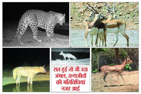 क्षेत्र के जंगलों से इस बार वन्यजीव गणना में खुशखबरी आई है। वन्यजीवों का कुनबा अपेक्षाकृत पिछली गणना के मुकाबले बढ़ा है। जो वन विभाग के साथ-साथ क्षेत्र के पर्यावरण प्रेमियों के लिए भी हर्ष का विषय है। दो साल बाद हुई गणना गुरुवार सुबह से 24 घंटे तक चली और शुक्रवार सुबह संपन्न हुई। क्षेत्र के 16 वाटर होल पर लगातार निगरानी कर की गई वन्यजीव गणना में काफी सारे वन्यजीव नजर आए। 32 कर्मचारी और वन सुरक्षा समिति के सदस्यों पदाधिकारियों के सहयोग से हुई इस वन्यजीव गणना के बाद शाहाबाद क्षेत्र में वन्यजीवों का कुनबा बढ़ता खुशी की बात है। 24 घंटे रही निगरानी के दौरान दिन के उजाले तथा धवल चांदनी रात में भी वन्यजीव नजर आए शाहाबाद क्षेत्र के जंगलों में मचान बनाकर पेड़ों पर 24 घंटे निगरानी की। पर्याप्त संरक्षण, बेहतर सुरक्षा हो तो यह कुनबा और बढ़ सकता है। वन्य जीवों का कुनबा बढऩे से शाहाबाद क्षेत्र में पर्यटन की संभावनाओं को बल मिलेगा। कूनो पालपुर से सटे जंगलों में छोड़े गए चीतों के साथ वन्यजीवों की बढ़ती संख्या आने वाले दिनों में पर्यटन के लिहाज से क्षेत्र के लिए बेहतर साबित होगी।