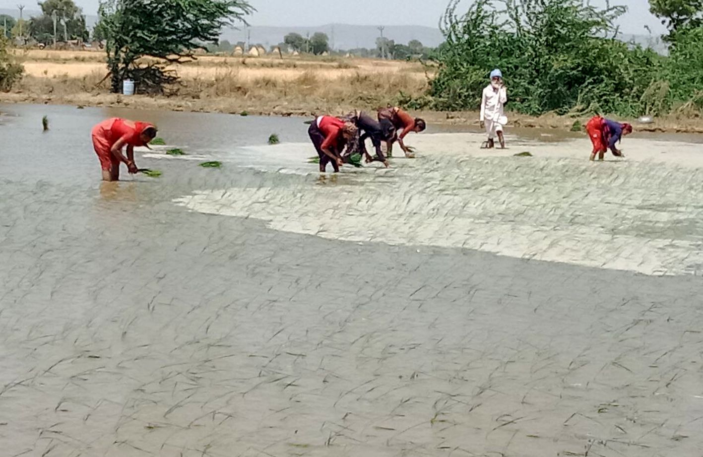 खरीफ की फसल को गर्मी में करने लगे तैयार