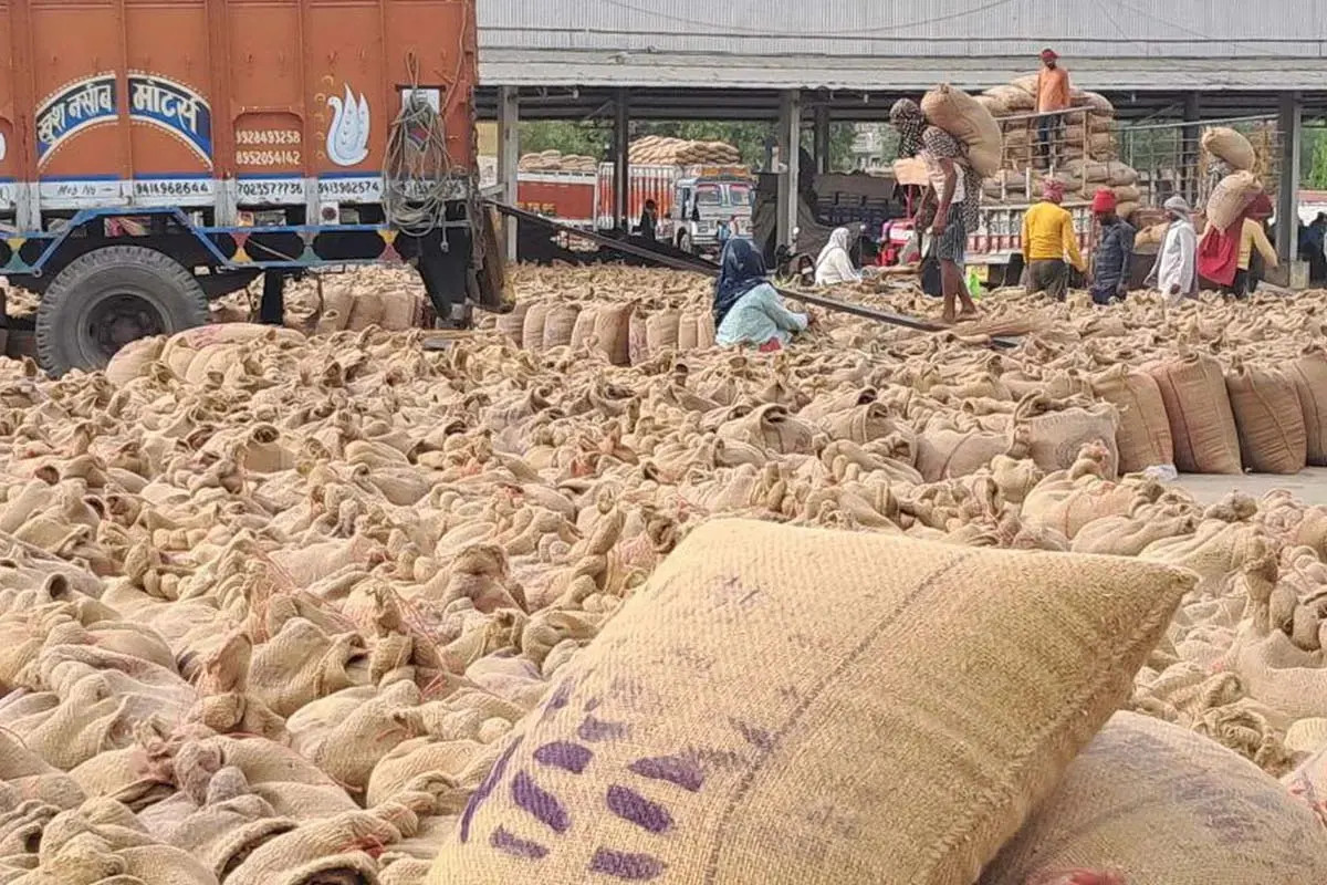 Kota Mandi Bhav : धान सुगंधा व सोयाबीन तेज