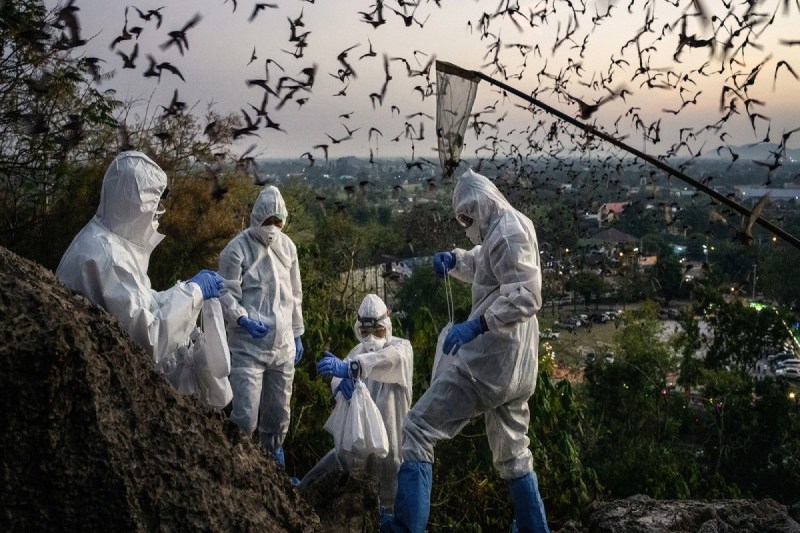 Human interference in nature is increasing infectious diseases