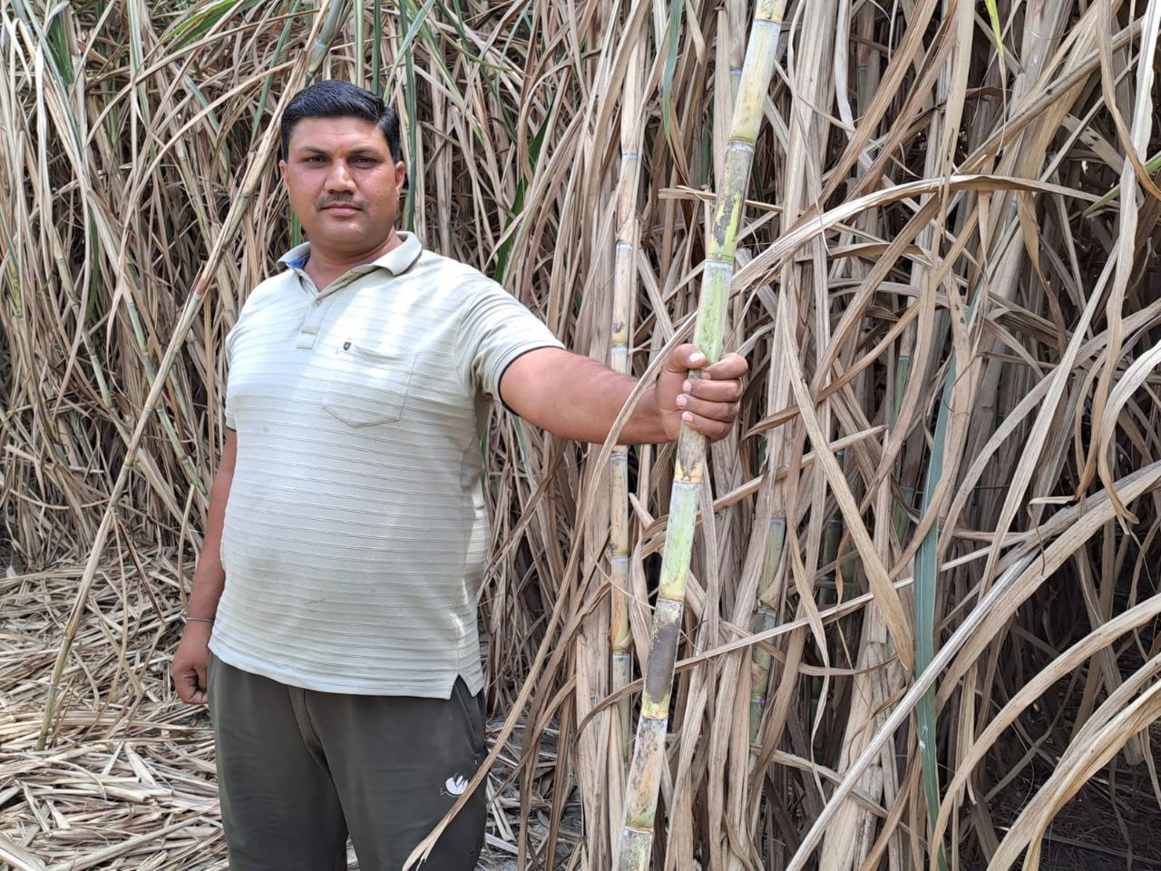 गन्ने की बम्पर पैदावार से किसानों के जीवन में घुल रही मिठास