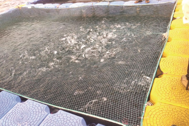 CG News - Rajnandgaon