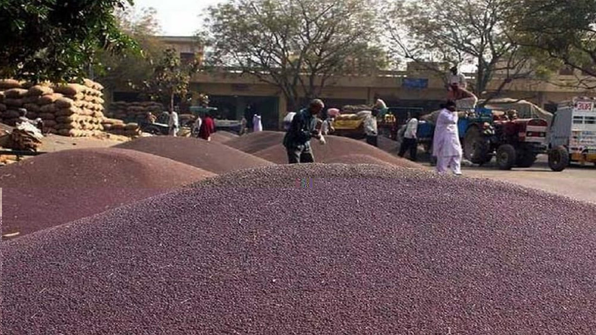 राजस्थान में सरसों की खरीद को लेकर सामने आई बड़ी खबर, किसानों को जल्द करना होगा
ये काम - image