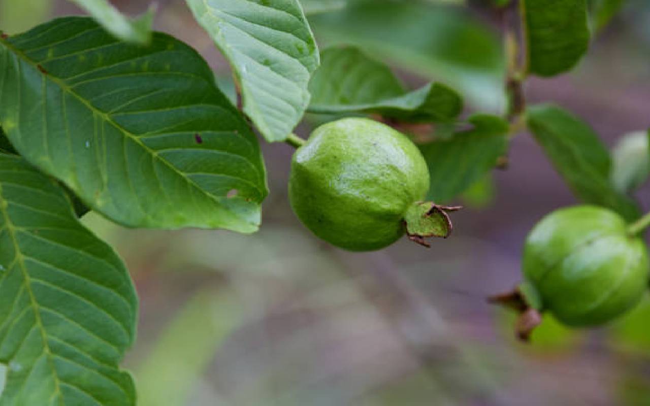 sehore guava
