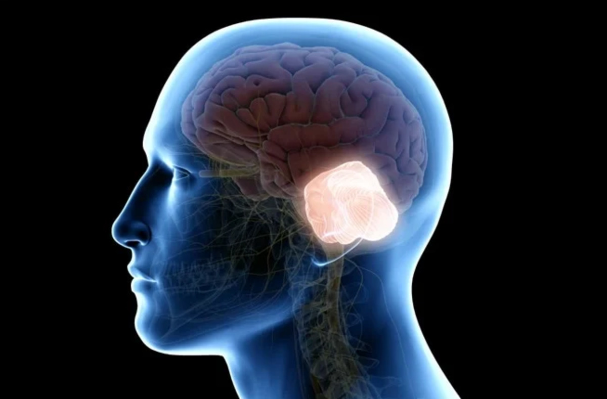 Small part of human brain