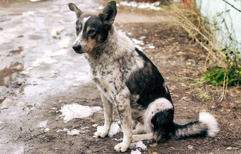People for Animals Cruelty to street dog in Indore