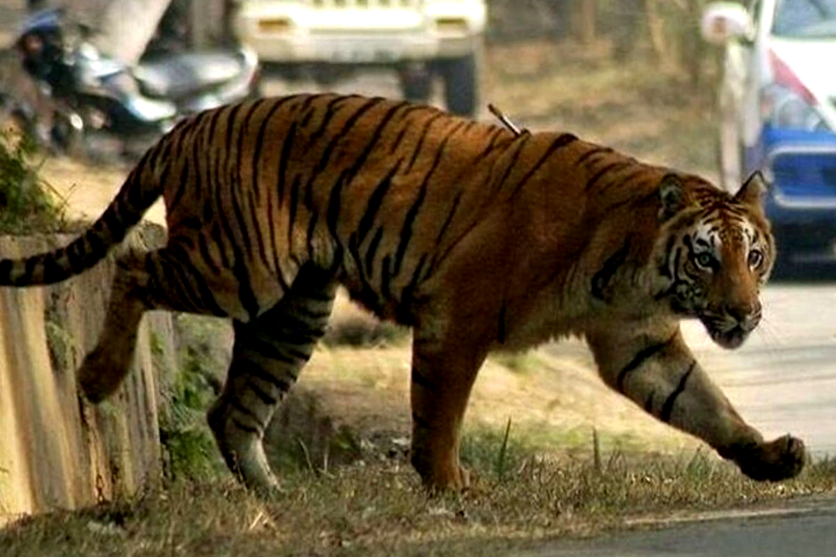 tiger attack