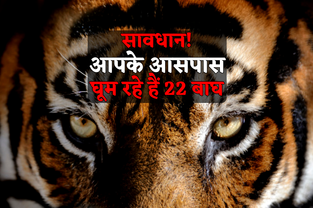 सावधान! यहां शहरी इलाके में घूम रहे हैं एक-दो नहीं 22 बाघ, कोई भी हो सकता है
हिंसक