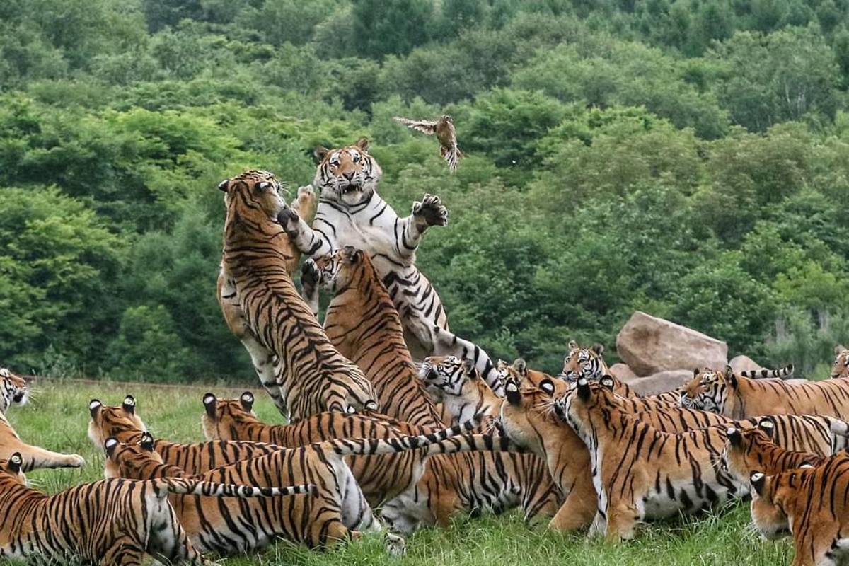 बड़ी खुश खबरी: देश की सबसे बड़ी टाइगर फैमिली, एमपी के इस शहर में एक साथ दिखे 17
शावक समेत 25 बाघ - image