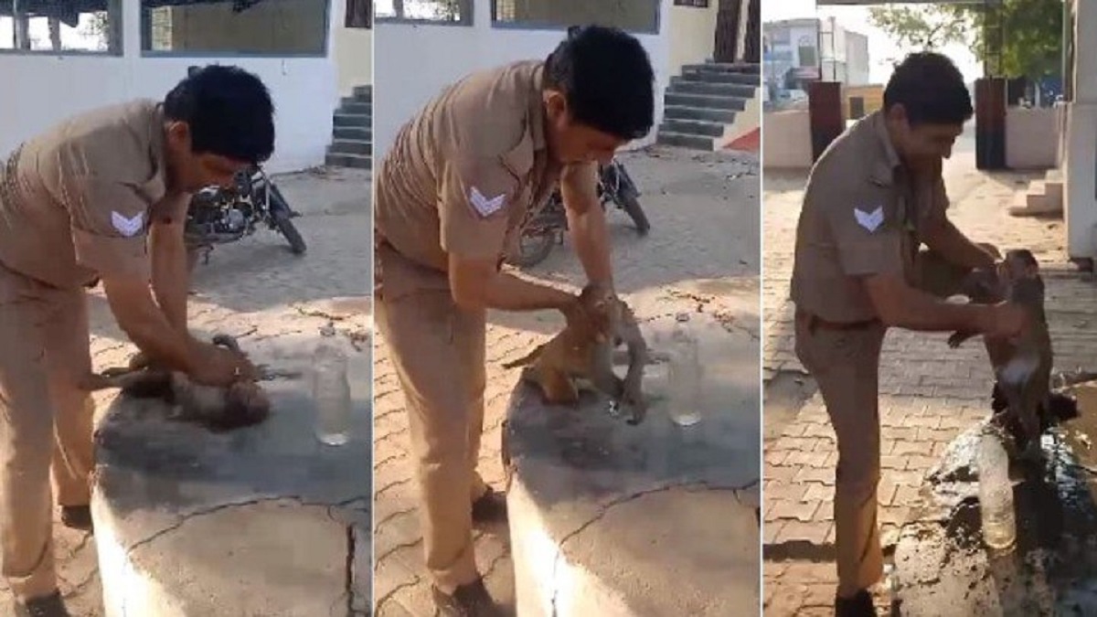 UP Police: भीषण गर्मी में बेहोश पड़े बंदर के लिए वरदान बना पुलिसकर्मी, CPR देकर
बचाई जान