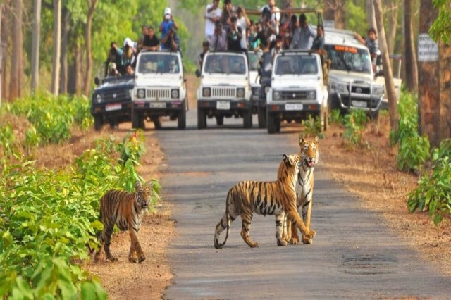 Tiger Reserve