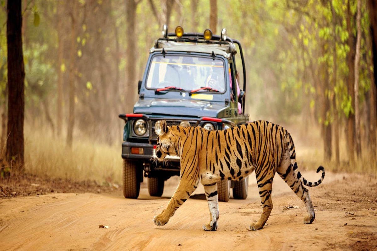 UP Tourism: 2023-24 में टाइगर रिजर्व में बढ़ी पर्यटकों की संख्या