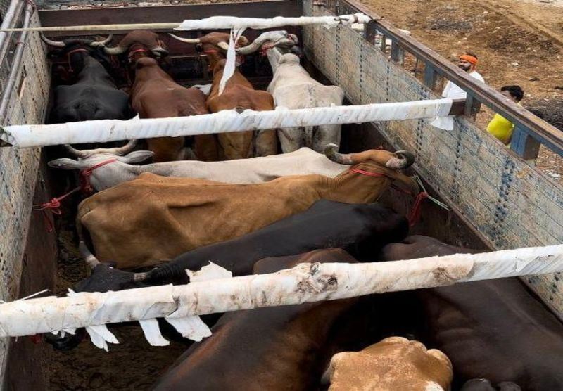 ट्रक में भरे 36 गोवंश