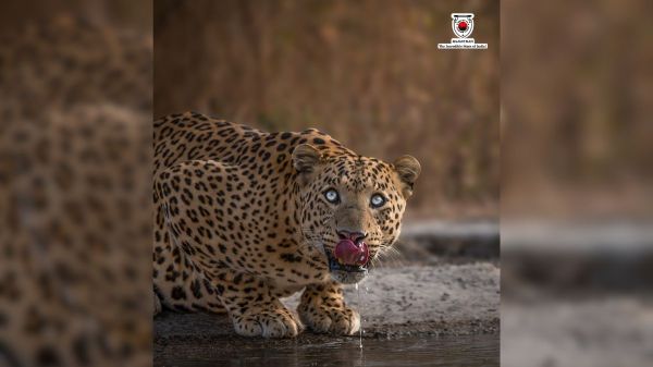 jhalana leopard park