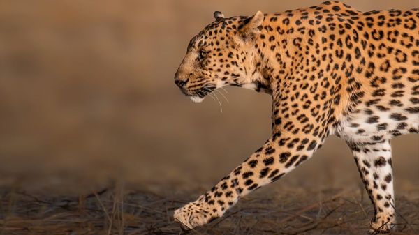 jhalana leopard safari park