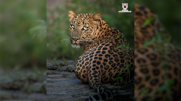 jhalana leopard safari park tours