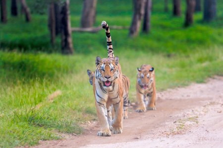 शावकों के साथ सडक़ से जाती बाघिन (फोटो - अर्पित दुबे)
