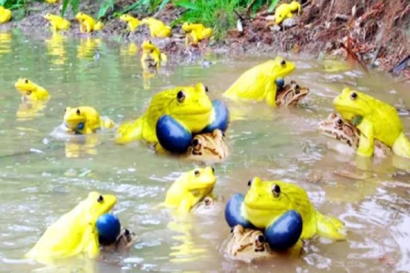 Yellow frogs