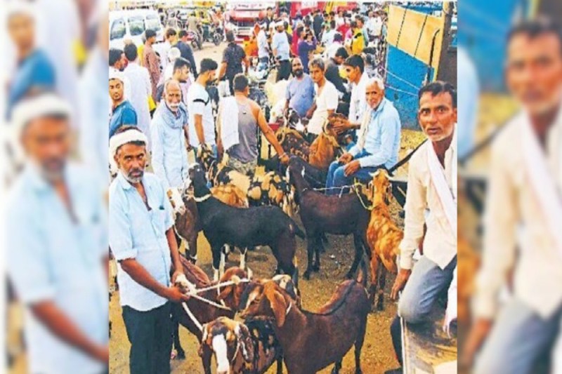Rajasthan Bakra Eid Eid Ul Adha Tomorrow 17 June Film Names Goats being Sold at Exorbitant Prices know why