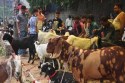 Morocco Bans Bakrid Animal Sacrifices Amidst Economic and Environmental Concerns