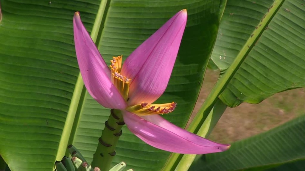 Banana Flower: A Miracle Cure for Diabetes, Rapidly Controls Blood Sugar