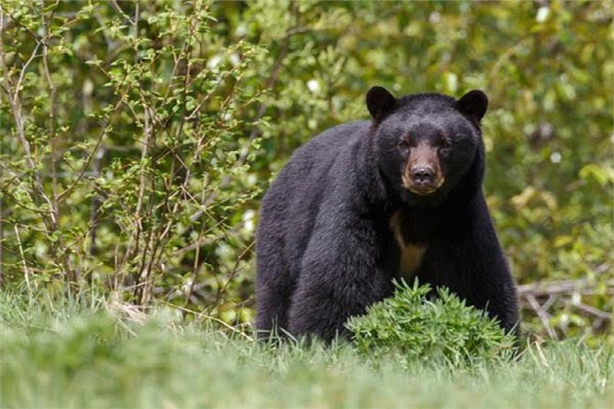 Bear Attack: भालू ने ली बेटे की जान, शव लेने गए पिता को भी मार डाला, घंटों
पहाड़ी पर पड़े रहे शव