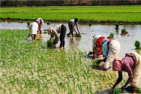 Chhattisgarh News