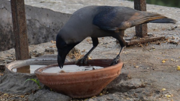Rajasthan Hot Weather Thirsty Crow story