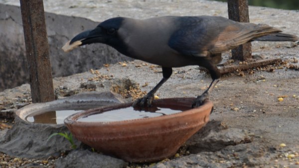 Rajasthan Hot Weather Thirsty Crow story