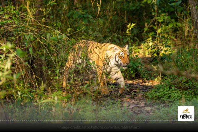 Dholpur-Karauli Tiger Reserve