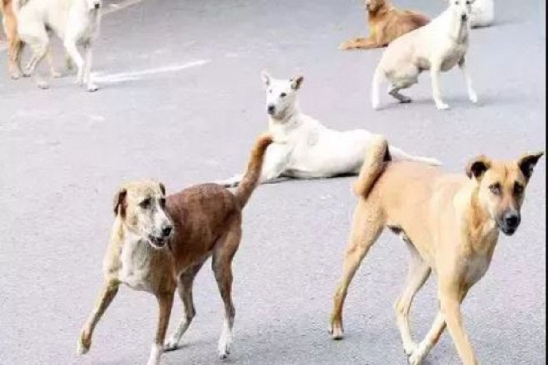 Dog Attack in bilaspur raipur