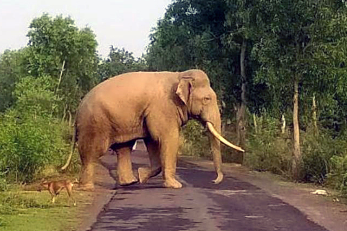 जंगली हाथी ने एक ही परिवार के तीन लोगों को कुचलकर मार डाला, पूरे गांव में पसरा
मातम