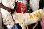 कुर्बानी के लिए लाए गए बकरे पर लिखा RAM, मचा बवाल, हिरासत में लिया गया दुकान का
मालिक - image