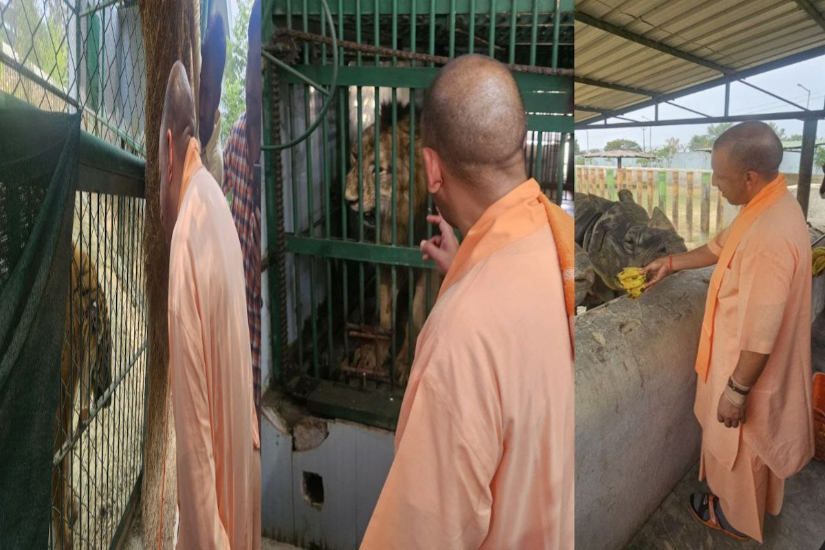 Gorakhpur Zoo: दहाड़कर बाघ अमर और बब्बर शेर पटौदी ने दी सीएम योगी को सलामी, देखें
खूबसूरत तस्वीरें