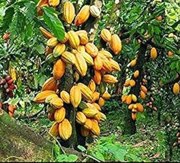 Hydro-alcoholic extract of wild fruit of Harad prepared