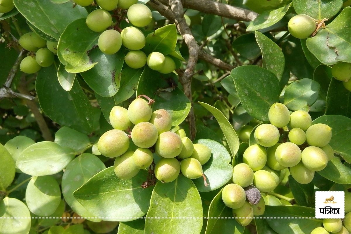 monsoon Karonda trees