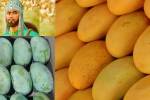 Story of Mango : आम का नाम चौसा कैसे पड़ा और कैसे पहुंचा उस देश, पढ़ें आम से
जुड़ी बादशाहों की रोचक कहानी - image