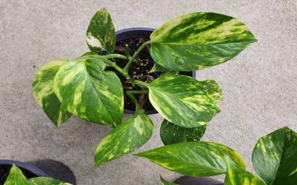 Money Plant