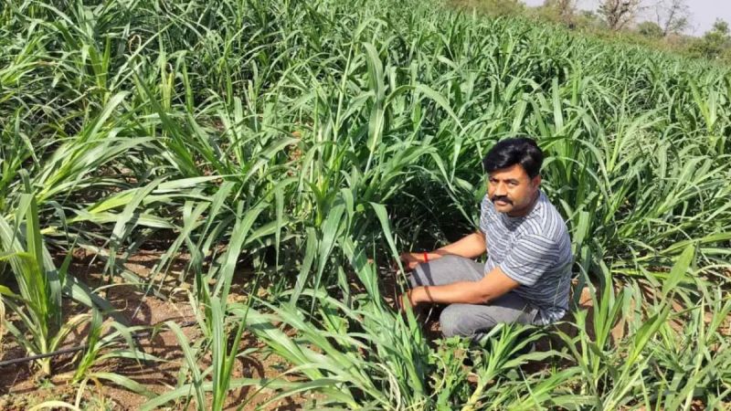 Napier grass is saving animals from heat stroke
