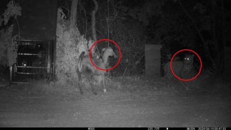 Panther and goat face to face in Jodhpur near Machiya Park News in Hindi