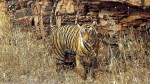 Ranthambore National Park: बाघों की नई पीढ़ी के लिए खुशखबरी, बढ़ेगा बाघों का
कुनबा - image